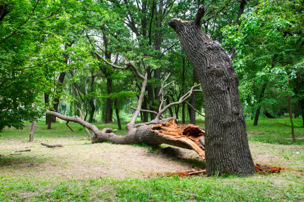 Best Storm Damage Tree Cleanup  in Hartville, OH