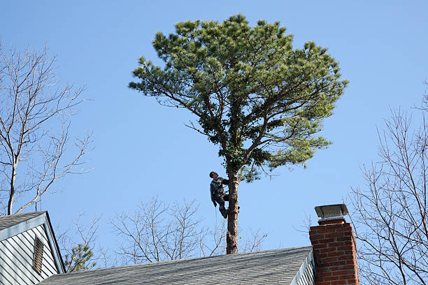 How Our Tree Care Process Works  in  Hartville, OH